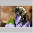 Andrena vaga - Weiden-Sandbiene -12- 04.jpg